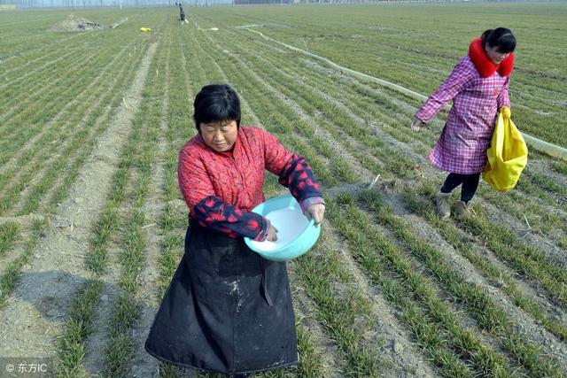 年后小麦追肥后不浇水能行吗,为什么现在追肥都不想用尿素了