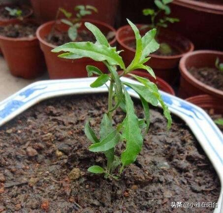 枸杞盆景扦插好活吗,枸杞盆景能否扦插