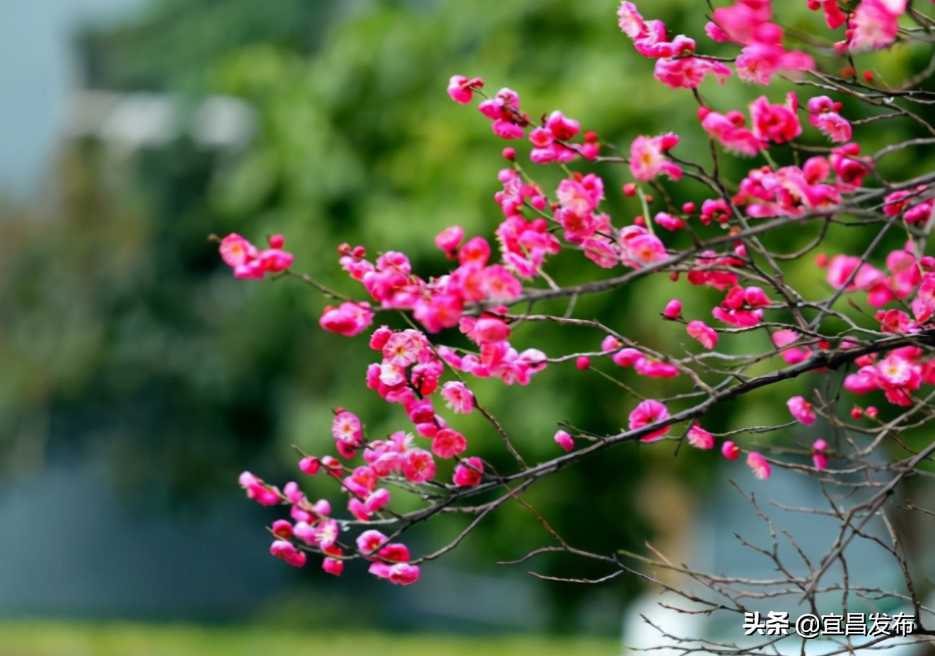 2021宜昌春季休闲农业精品线路公布！