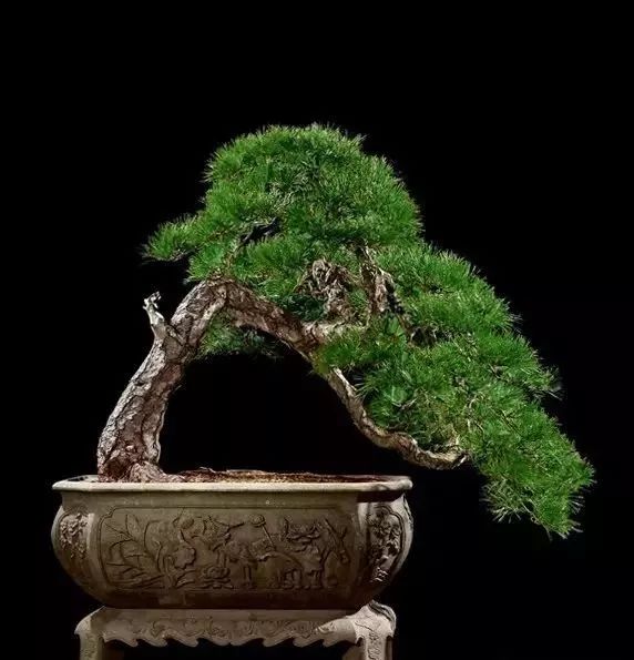 这才是世界上最贵的花卉,十大名贵花卉家养