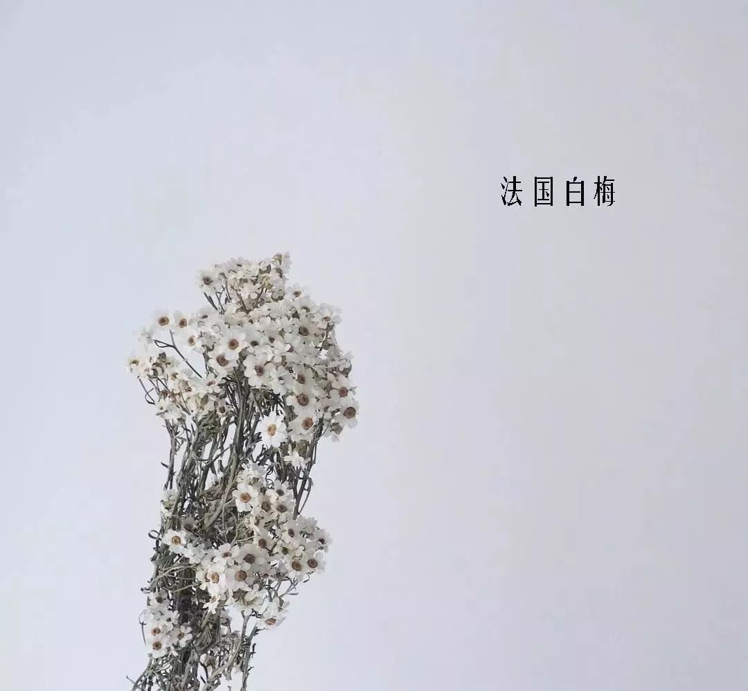 花店里同款的两种不同价格的花材,花店最容易被顾客误解的几种花材