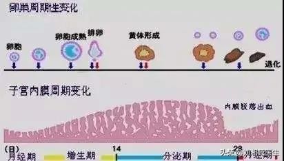 免疫不良妊娠的治疗,子宫内膜薄怀孕了保胎治疗