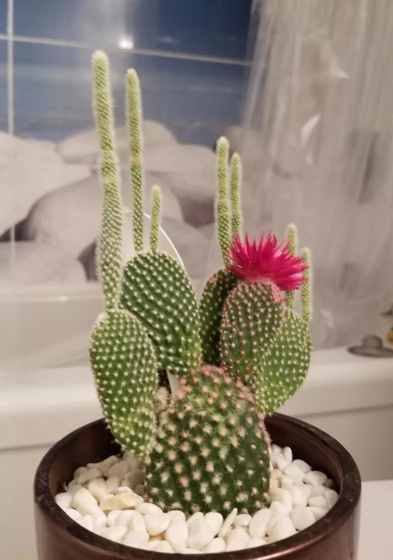 仙人掌类植物的家庭养护,仙人掌类型的植物哪种最好养