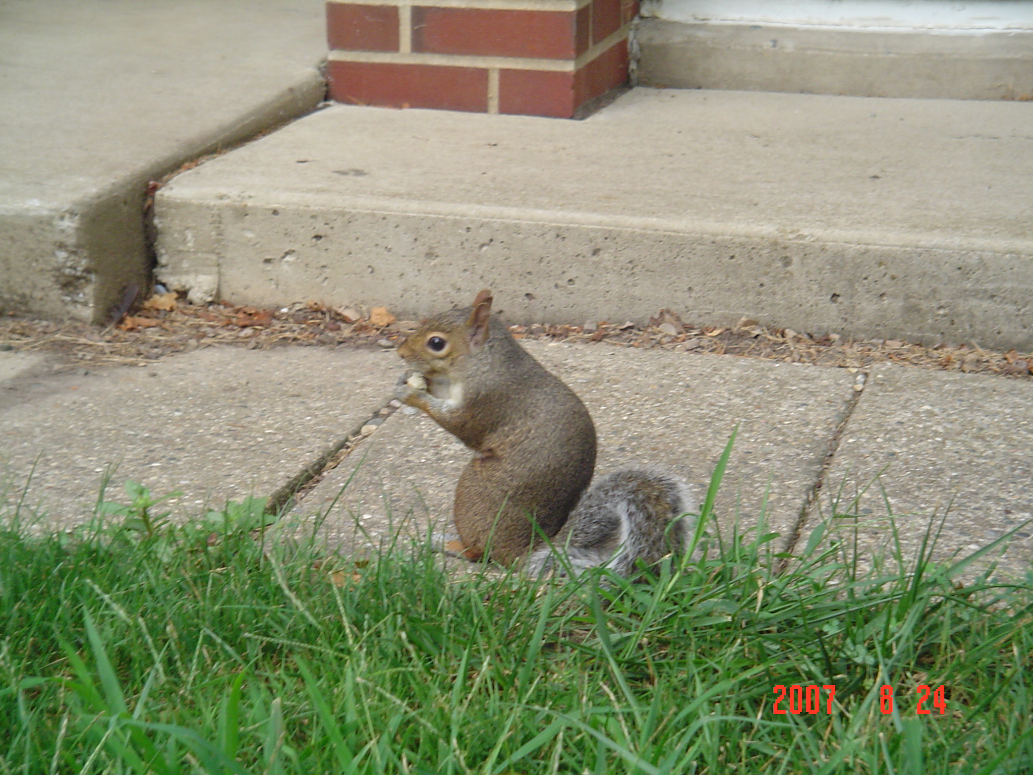 我的“大尾巴”,你在异国他乡还好吗?