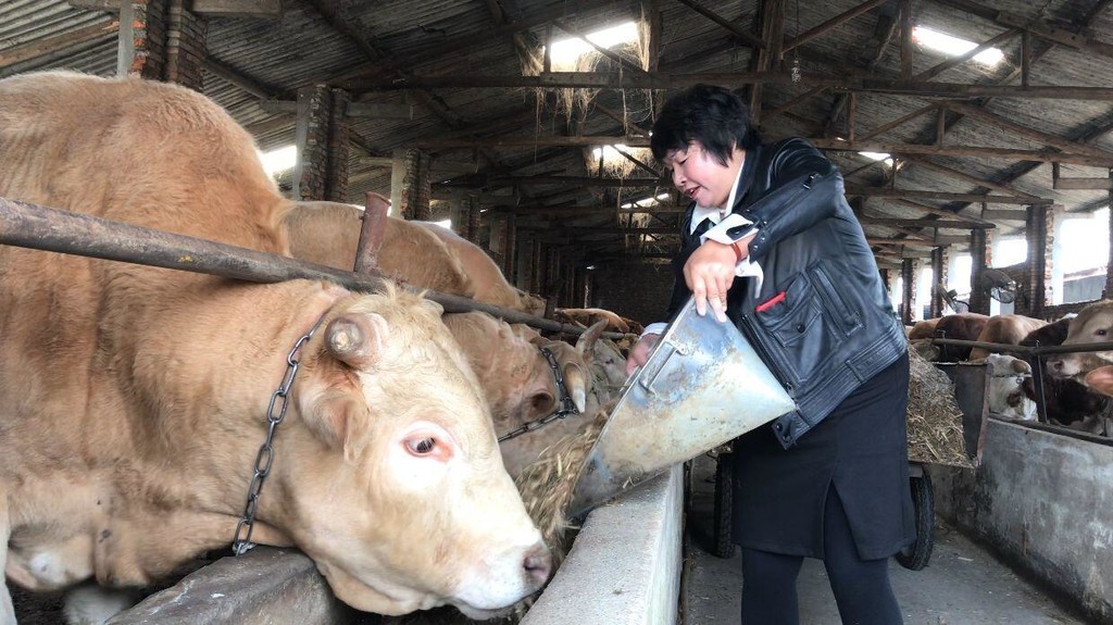 牧草立体种养模式,牧草循环农业