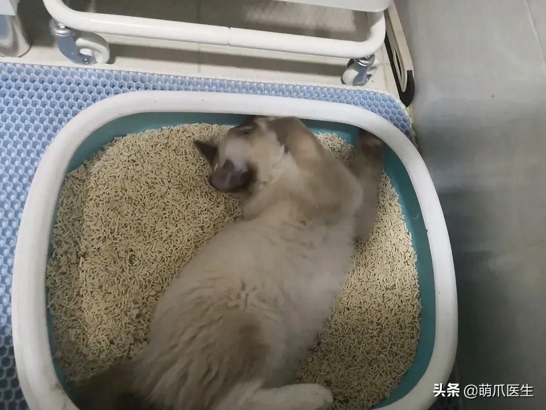 猫突然喜欢咬东西,怎么改掉猫吃猫砂的毛病