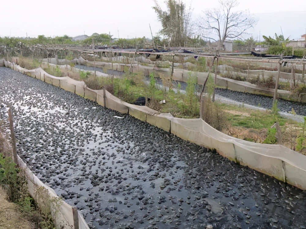 养殖青蛙有哪些模式,养殖青蛙防治病害