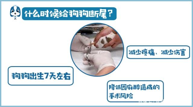 为什么狗狗没尾巴,为什么狗狗会断尾