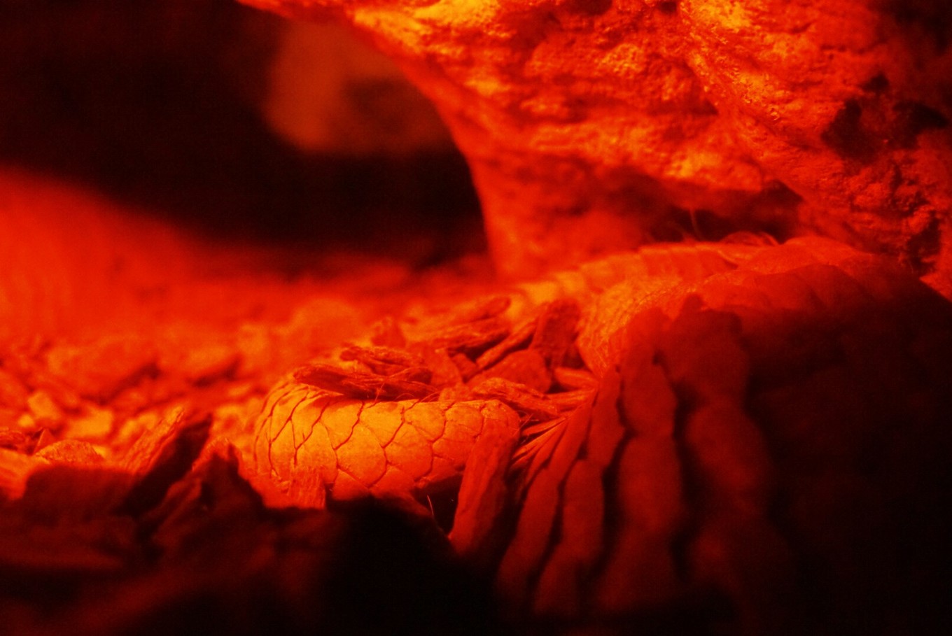 中国蝙蝠动物园,中国有蝙蝠的动物园