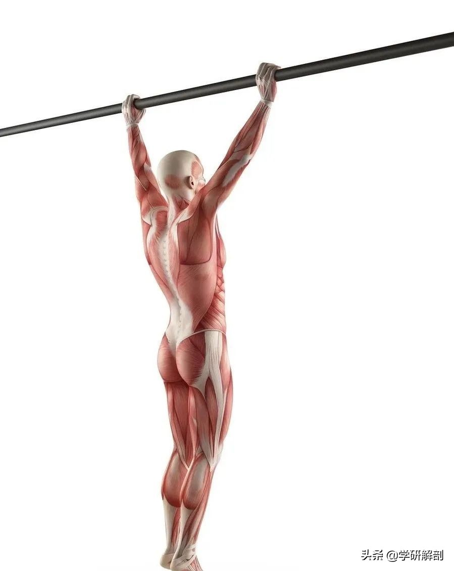 人体解剖学原理与知识,人体解剖学九大分区图