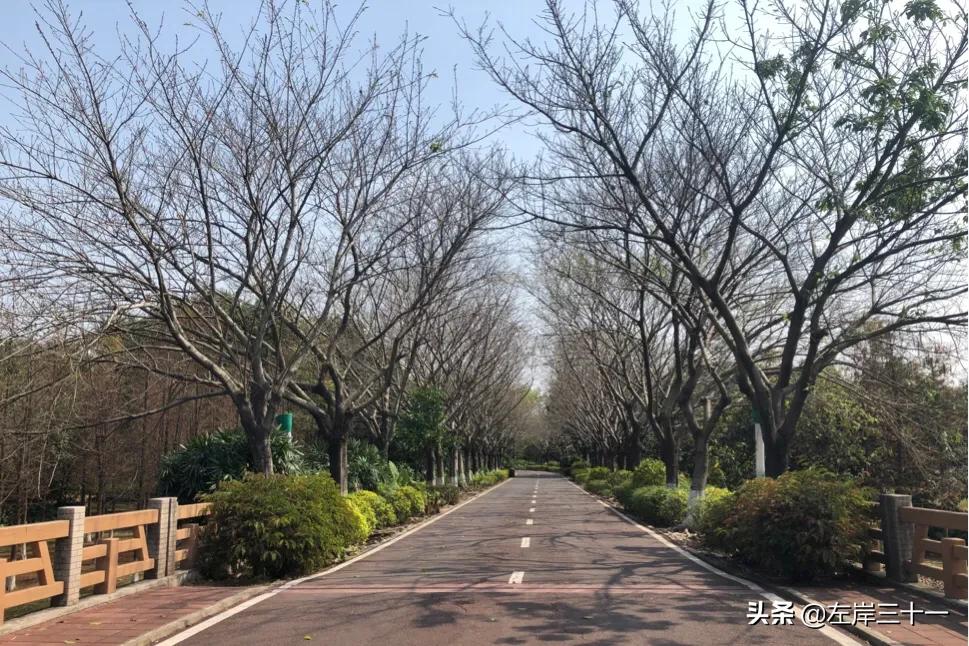 东莞湿地生态修复处理后效果,东莞生态园中央水系