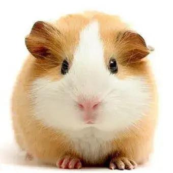 2020年最具创意春节拜年祝福语,春节拜年祝福语2021简短