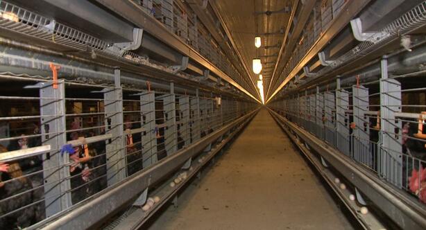 海归博士养土鸡,90后青年回家养土鸡