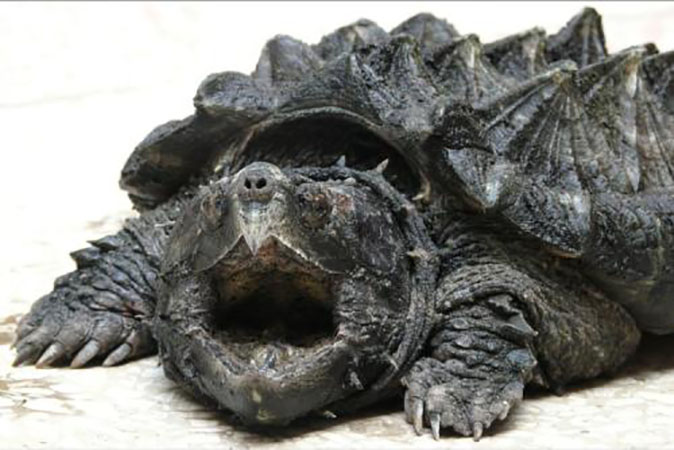 山海经是一本怎样的著作,千古奇书山海经解说