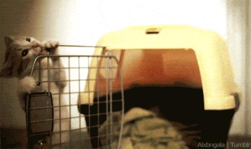 应该如何引导猫咪进航空箱,怎样让猫咪不害怕主人