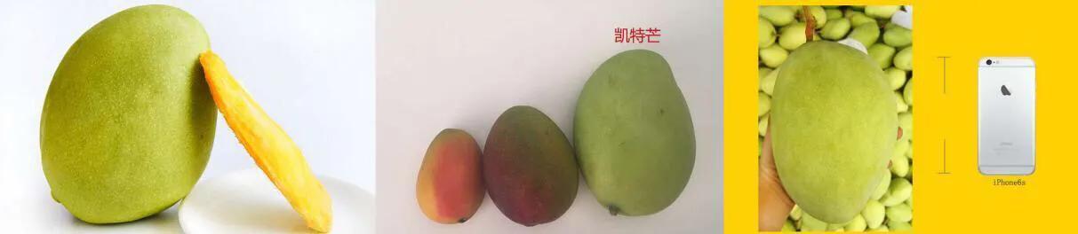 芒果树最甜的品种,芒果树哪种品种好吃