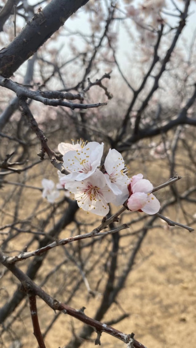 欧李，老家特有的山珍