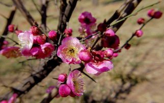 梅开二度是形容好事还是坏事,梅开二度是好词还是坏词