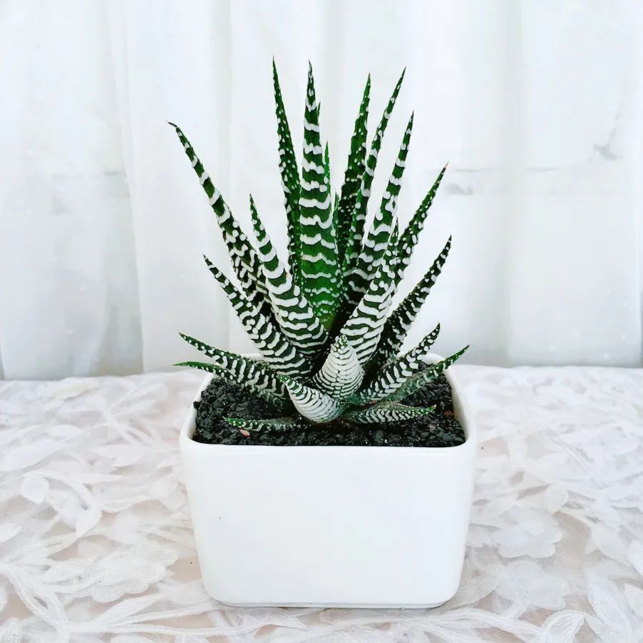 鼠尾兰多肉植物的养护,狐尾兰怎么养才好看