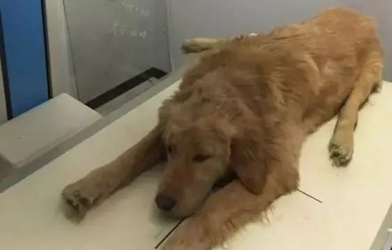 把猫咪打死了心情很沉重,发火了把猫咪差点打死猫咪会怎样