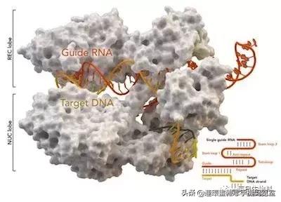 基因编辑最新研究进展,abcc11基因编辑研究进展