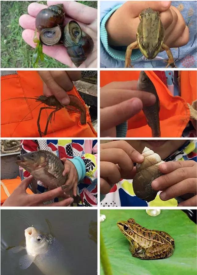 周末带娃自驾白洋淀，下地笼、抓小虾，亲密接触鱼鹰