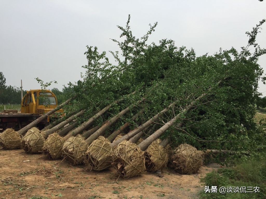 长了几十年的银杏树跌下神坛,银杏为何一跌再跌
