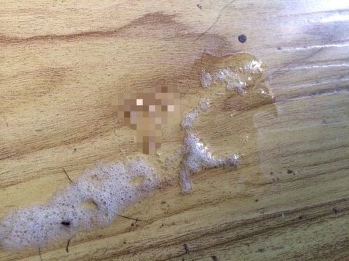 猫咪呕吐到底咋回事?掌握这几点你就知道该怎么做