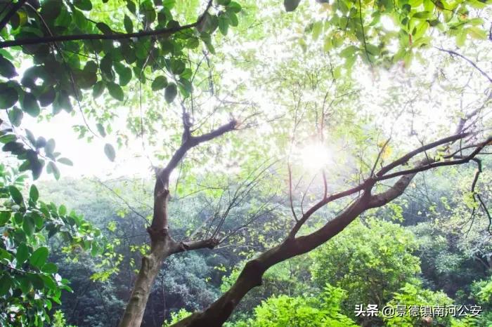 江浙诗友会雅集|三春丽景三春醉，一院清香一院诗