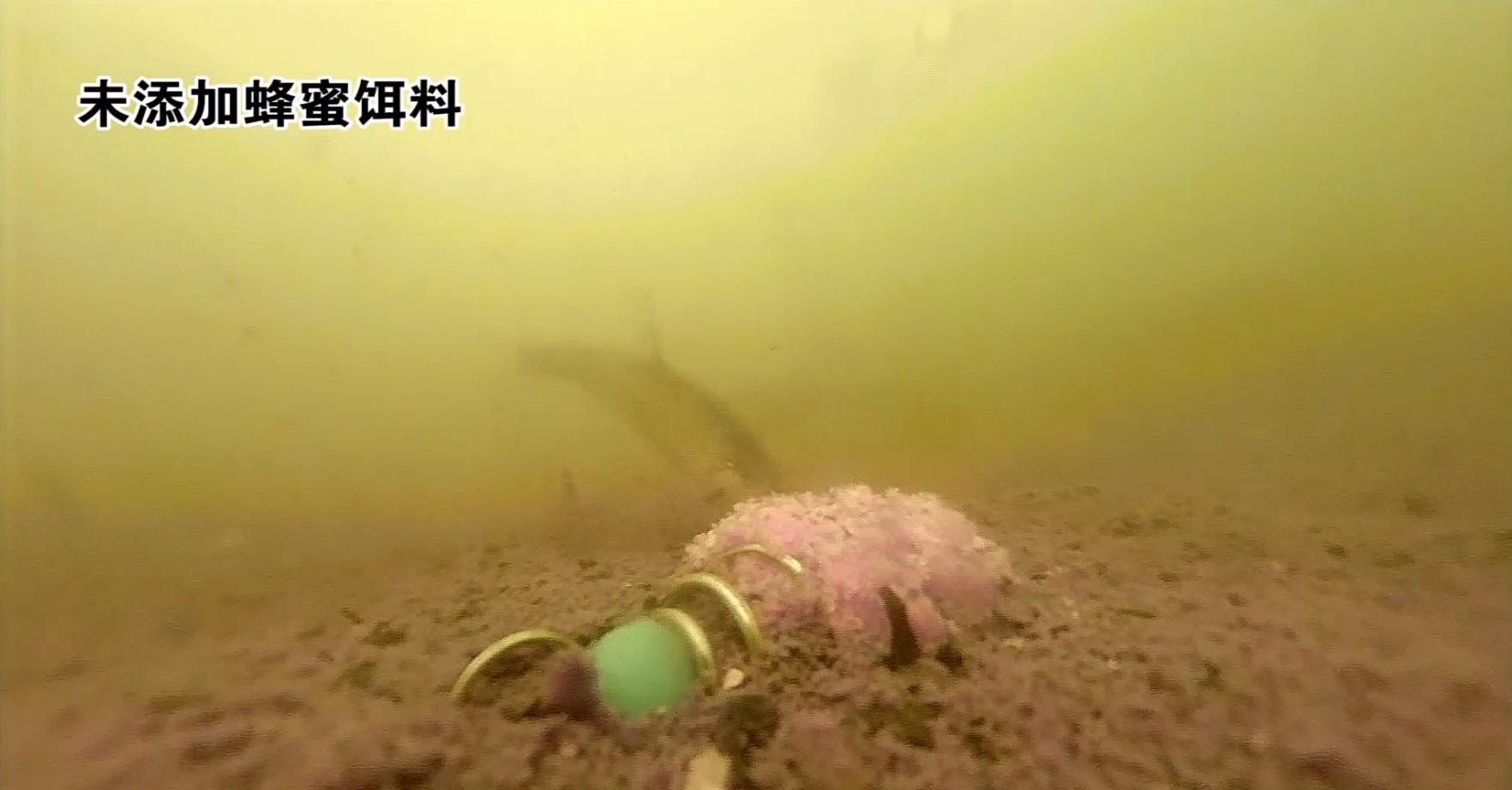 鲫鱼饵料里加什么诱鱼快,钓鲫鱼饵料里加什么药水效果好
