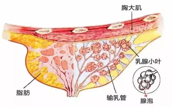 新生儿需要挤乳头？答：千万别，这会影响以后的发育
