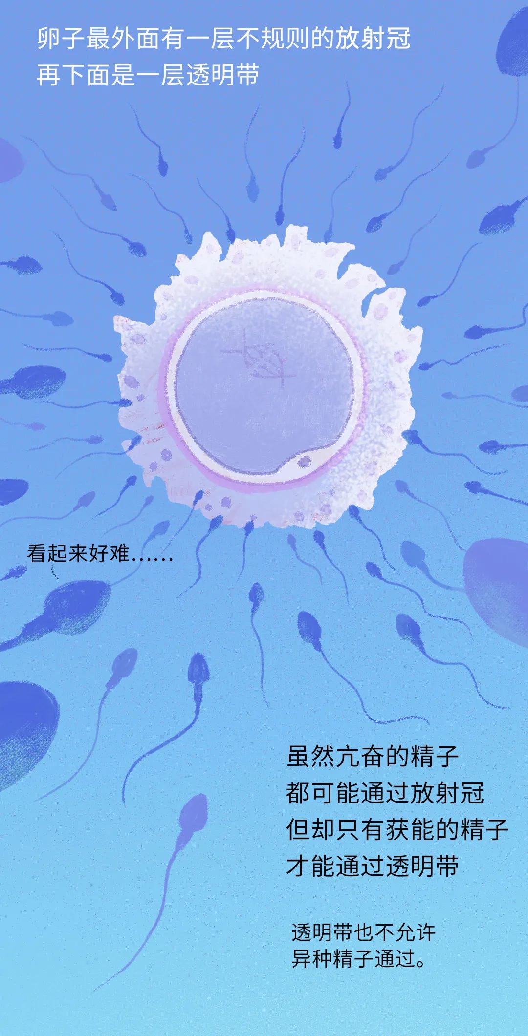 精子进入人体24小时变化,精子在人体24个小时都经历了什么