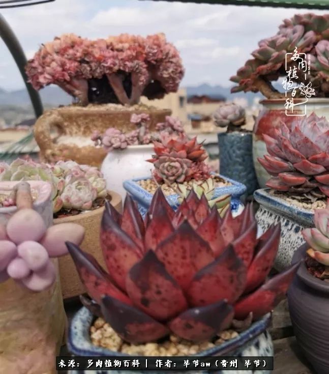 有多少次的会心一笑，全因多肉！那是一种心间流出的甜