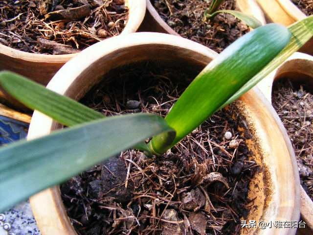 君子兰从叶片之间长出小苗怎么办,君子兰如何能长出小株幼苗