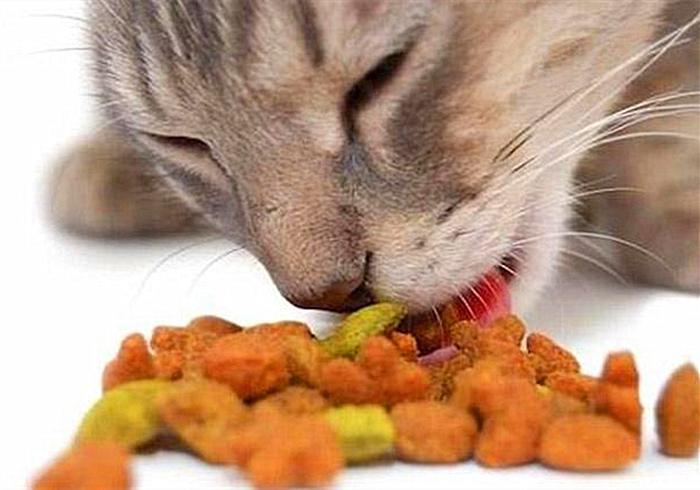 猫咪真的是养不熟的白眼狼么,猫咪老年痴呆