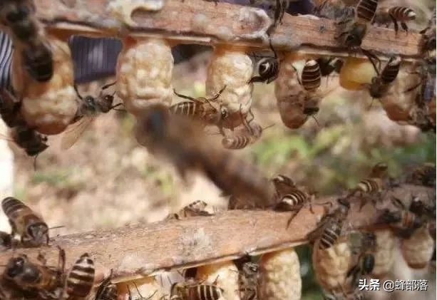 割破了的王台还会成活吗,割王台的时候掉下来怎么办