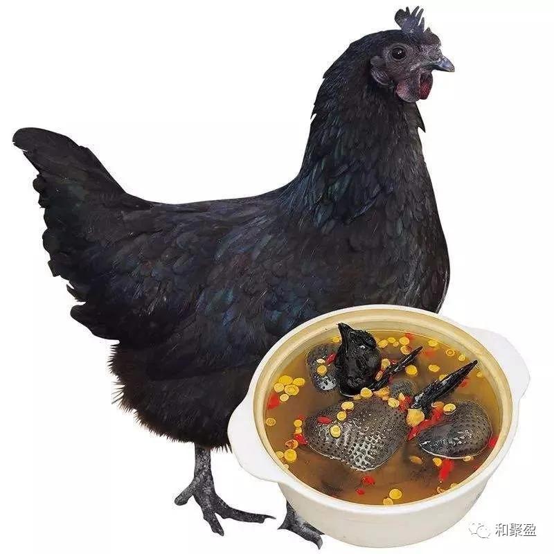 月子的人吃公鸡好还是母鸡好,产后第一天吃公鸡有什么好处