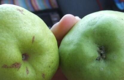 梨要吃公梨还是母梨,第一次吃梨选哪种梨