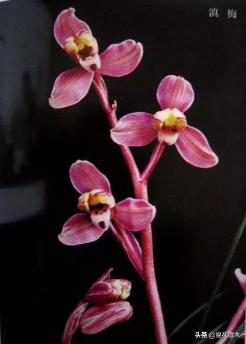 兰花春兰四大名品,兰花十大名品是哪些