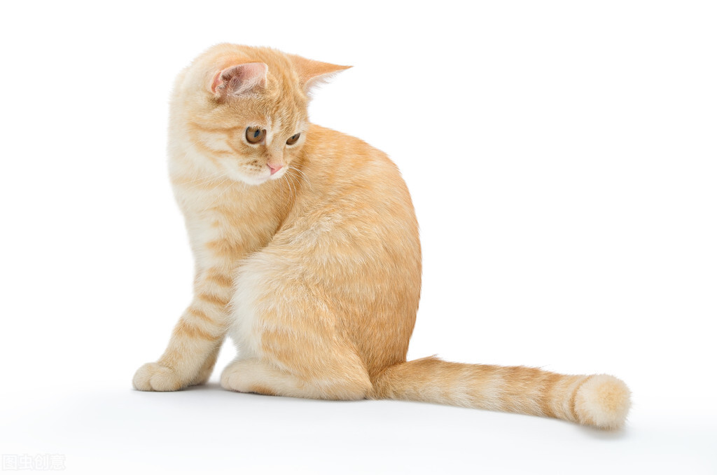 一只母猫发情怎么剃毛,母猫发情剃毛多久结束