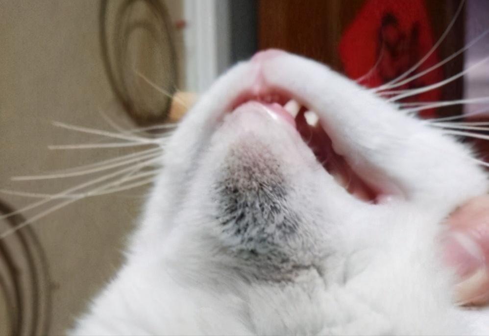 宠物猫咪家中常备药,家中常备这些药猫咪生病不用慌