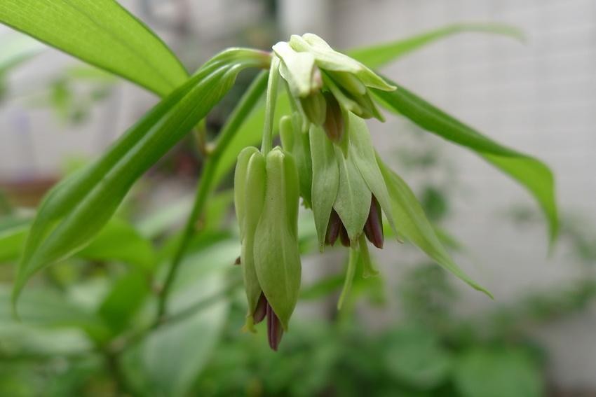 贵州百灵咳立停糖浆主要治疗什么,贵州百灵药业止咳糖浆