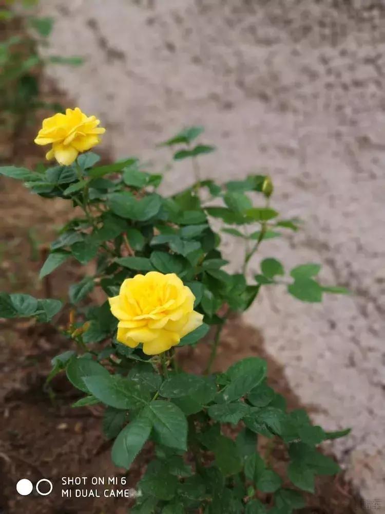 世界上令自己眸生情,见到后再也不爱别人的51个丽人