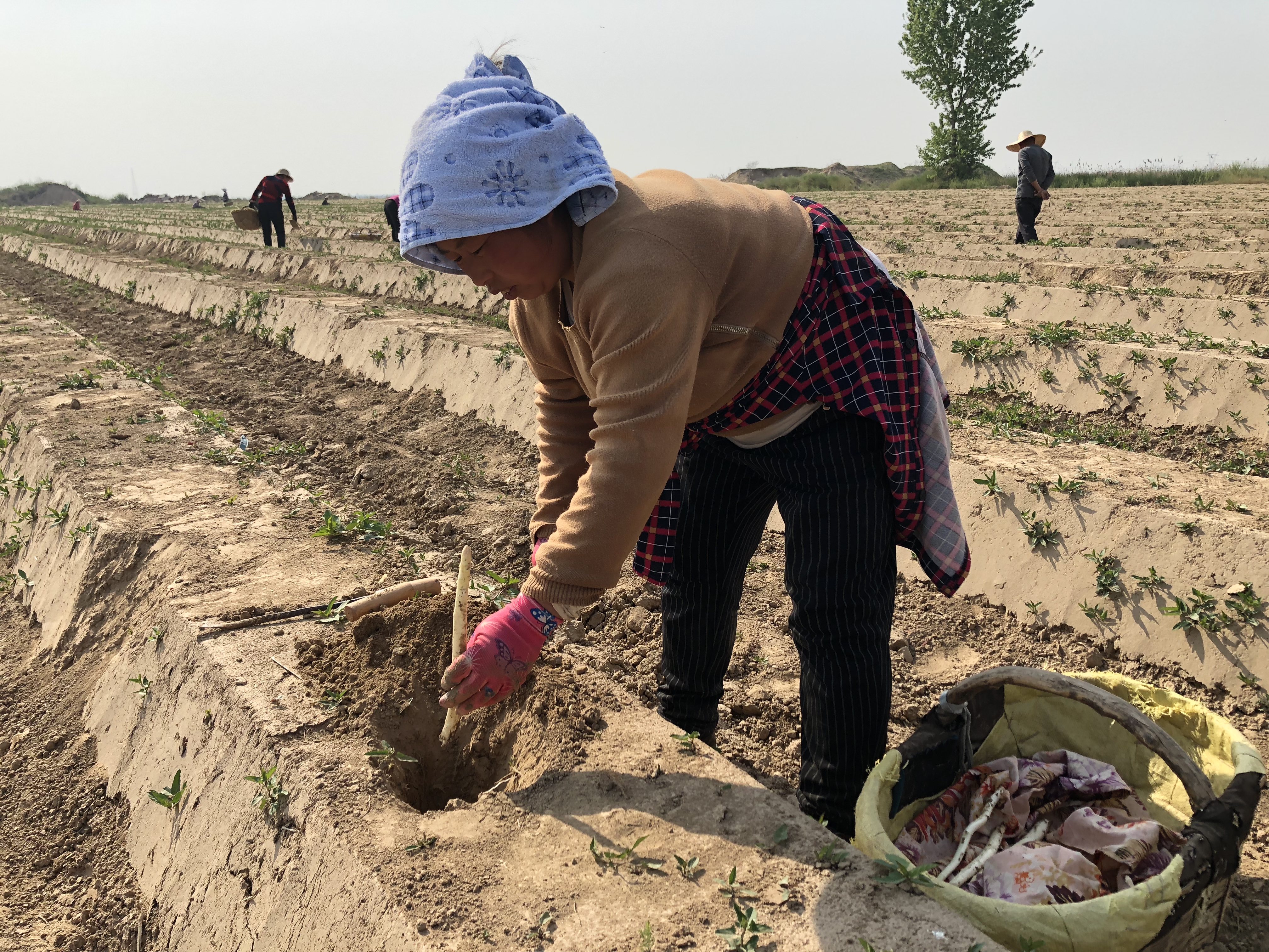 华州：沙土地长出白象牙