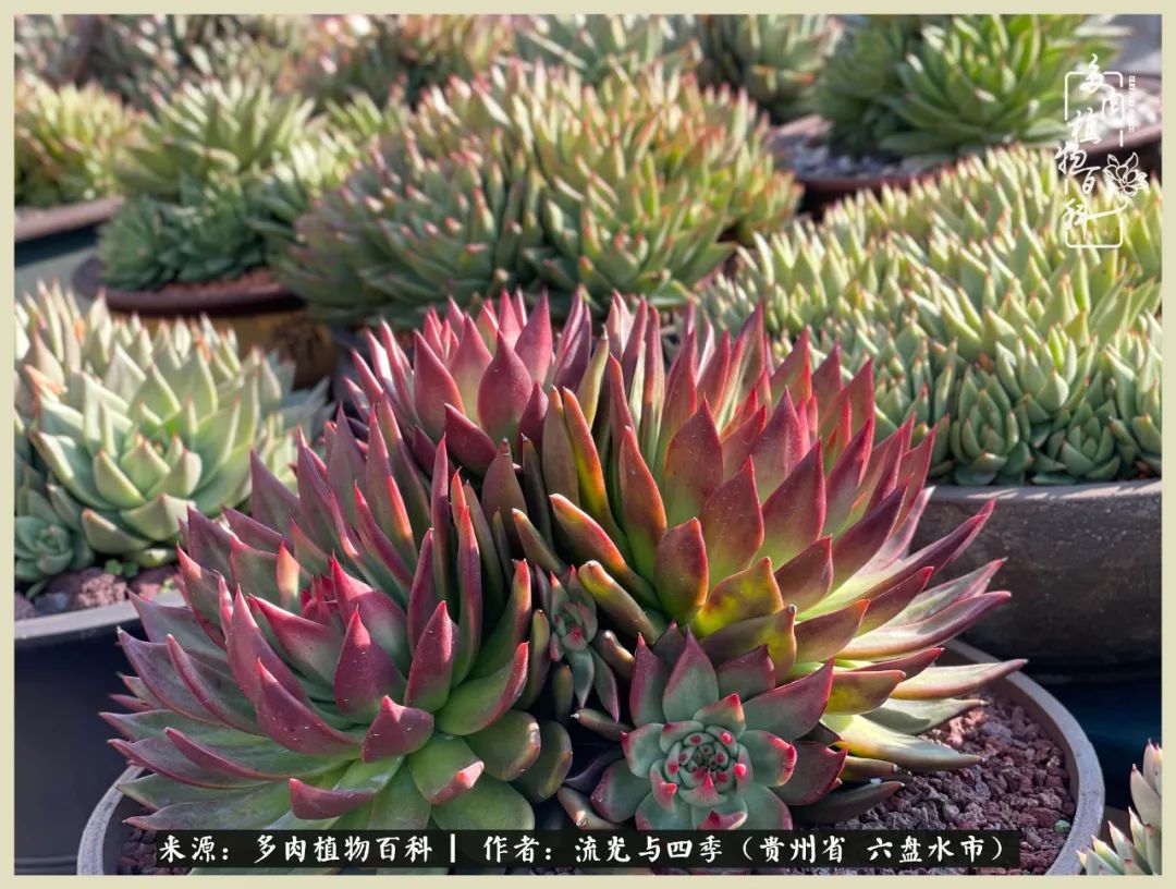 国庆假期你快乐吗？来，凉都美肉与你相伴一一小乌木的霸气东云