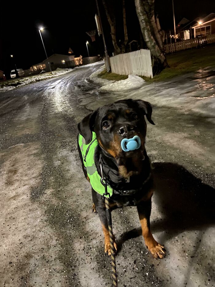 很多狗在一起合照,狗狗和小动物合影