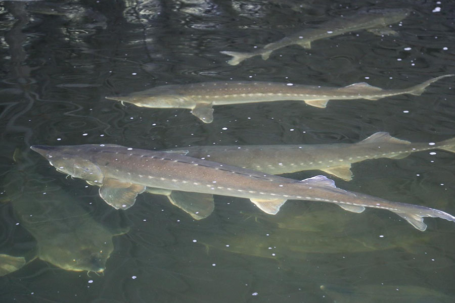 鲟鱼怎样养吃什么料,鲟鱼怎么喂养