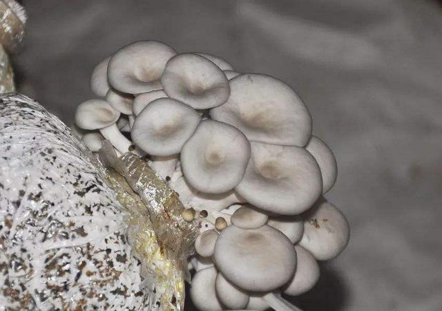 用玉米芯种植蘑菇后期怎样管理,玉米芯种植蘑菇出菇后的管理视频