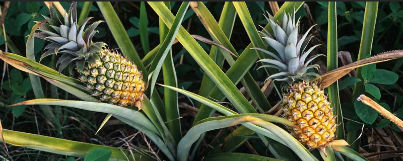 菠萝怎样种盆栽视频,菠萝是怎么种下去的