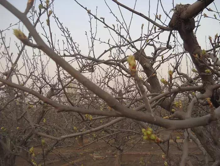 梨树春季如何预防病虫危害,梨树病虫害发生时间与防治方案